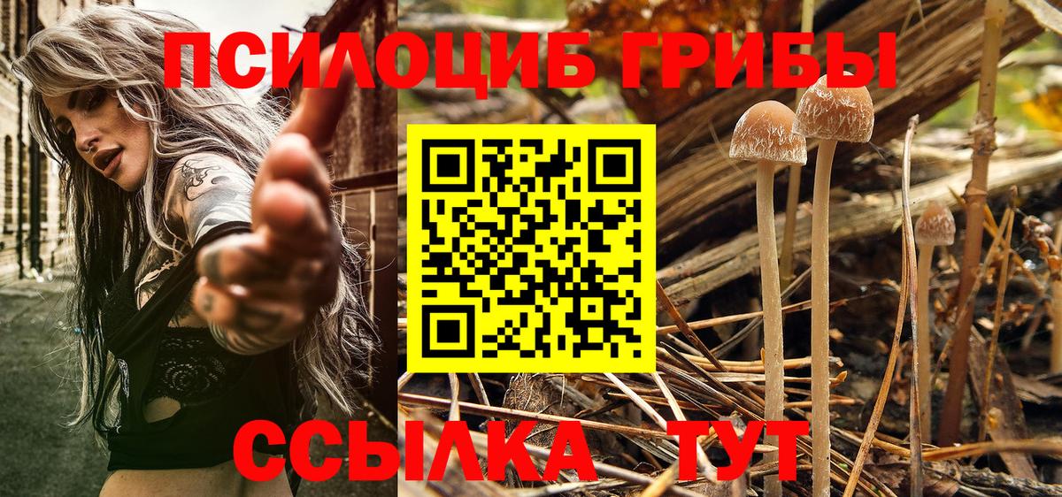 Вятские Поляны  Галлюциногенные грибы Psilocybine cubensis  Вход с VPN 